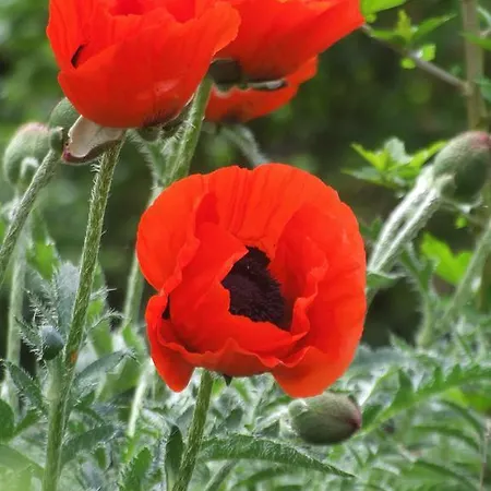 Labradors De Bailly - Giverny Vakantiehuis