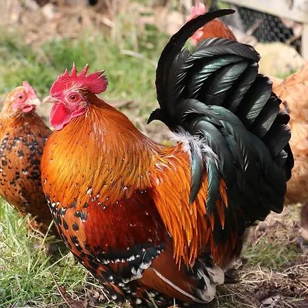 Vakantiehuis Labradors De Bailly - Giverny