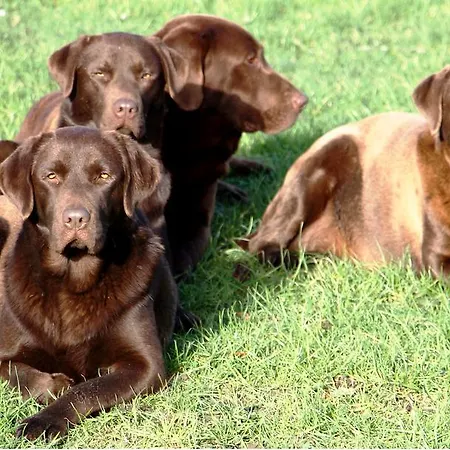 Labradors De Bailly - Giverny Holiday home *