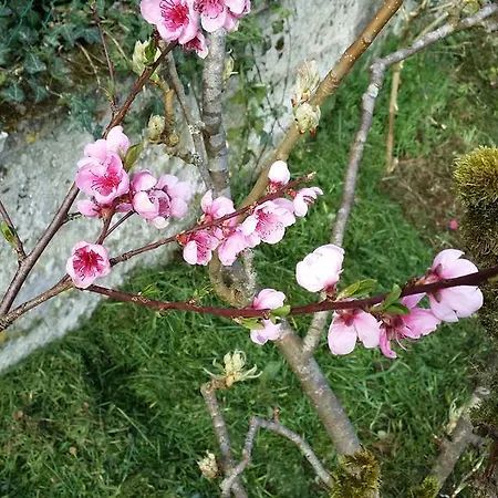 Labradors De Bailly - Giverny Vakantiehuis Saint-Pierre-la-Garenne