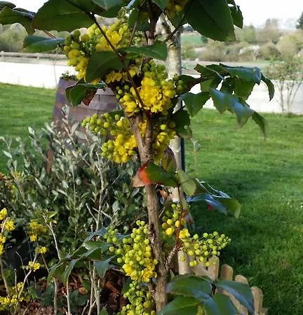 Labradors De Bailly - Giverny *