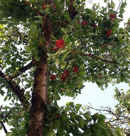 Labradors De Bailly - Giverny Saint-Pierre-la-Garenne