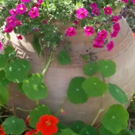 Labradors De Bailly - Giverny Saint-Pierre-la-Garenne