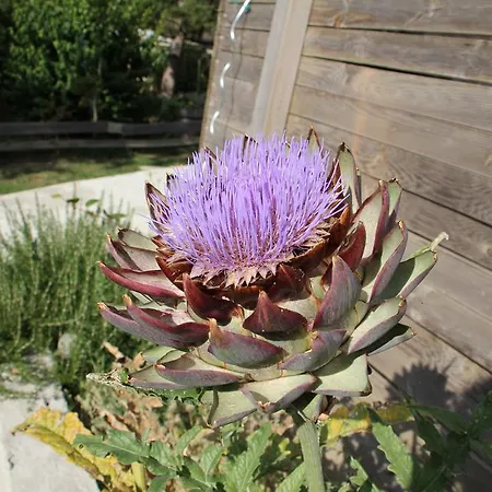 Vakantiehuis Labradors De Bailly - Giverny Saint-Pierre-la-Garenne
