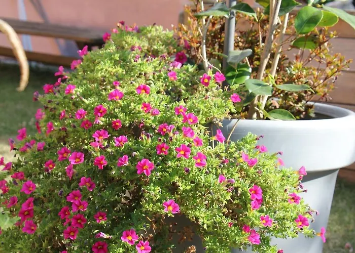 Labradors De Bailly - Giverny * Saint-Pierre-la-Garenne