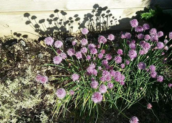 Labradors De Bailly - Giverny Vakantiehuis Saint-Pierre-la-Garenne
