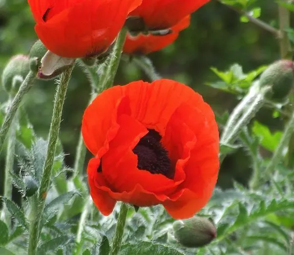 Labradors De Bailly - Giverny Vakantiehuis