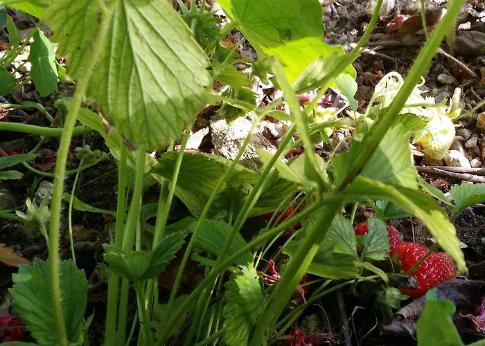 Labradors De Bailly - Giverny * Saint-Pierre-la-Garenne
