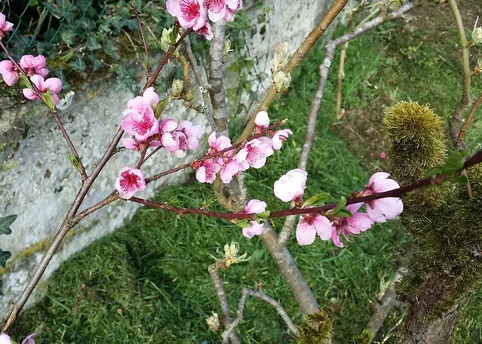 Labradors De Bailly - Giverny Vakantiehuis Saint-Pierre-la-Garenne