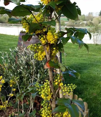 Labradors De Bailly - Giverny *