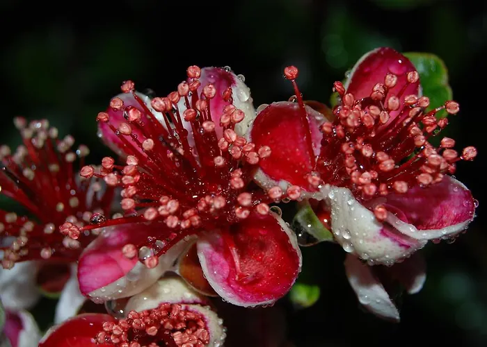 Vakantiehuis Labradors De Bailly - Giverny