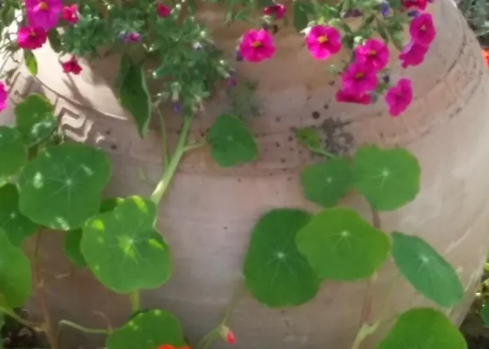 Labradors De Bailly - Giverny Saint-Pierre-la-Garenne